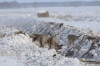 Зимовка сибирской косули в заказнике «Кирзинский» прошла успешно